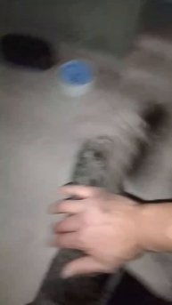 Котенок ищет дом