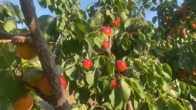 Абрикос Біг Ред, ну дуже перспективний сорт.