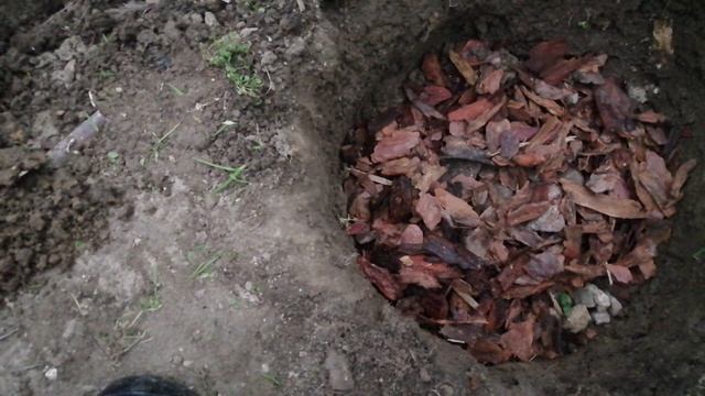 Как посадить голубику, посадила голубику в горах Дагестана хочу посмотреть будет ли расти в горах