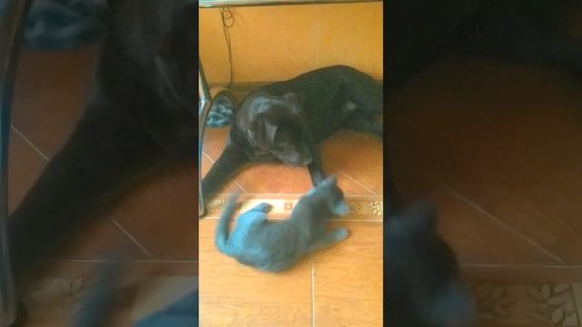 Кот против шоколадного лабрадора. Cat against a chocolate Labrador.