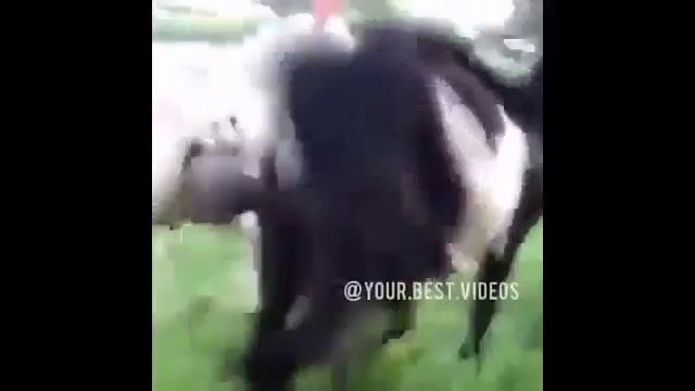 Прикол: три коня