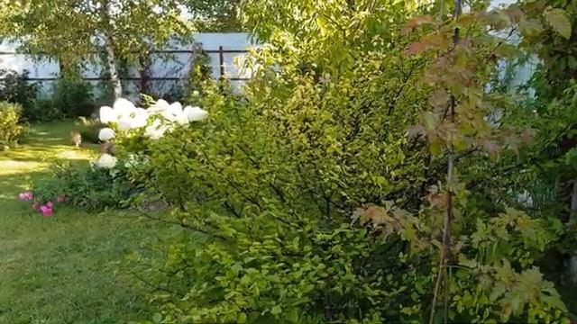 Какие цветы растут у меня на даче часть (10)