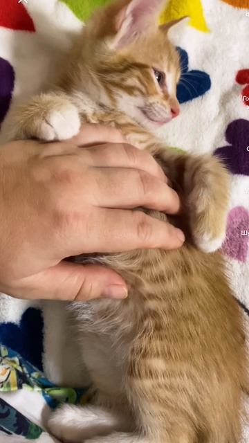 Тетин котик