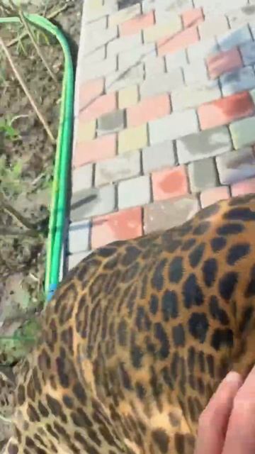 В сети завирусилось видео с домашним леопардом, но дело не в хищнике — зверь оказался настолько жирн