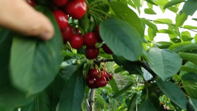 Черешня Сільвія знову радує