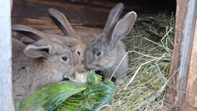Капуста для кроликов [вред или польза]