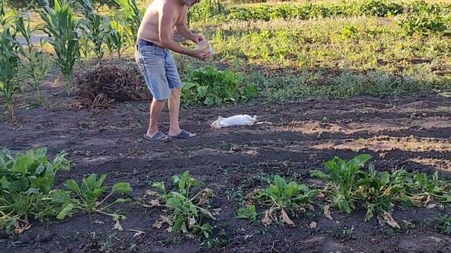 Время собирать урожай. Копаем картошку. Жизнь на Кубан