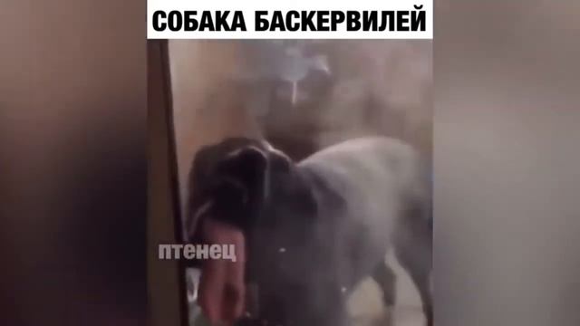 ЛУЧШИЕ ПРИКОЛЫ 2019 Май угар видео прикол - ПРИКОЛЮХА # 33