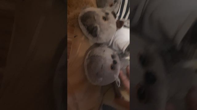 басики ложатся спать