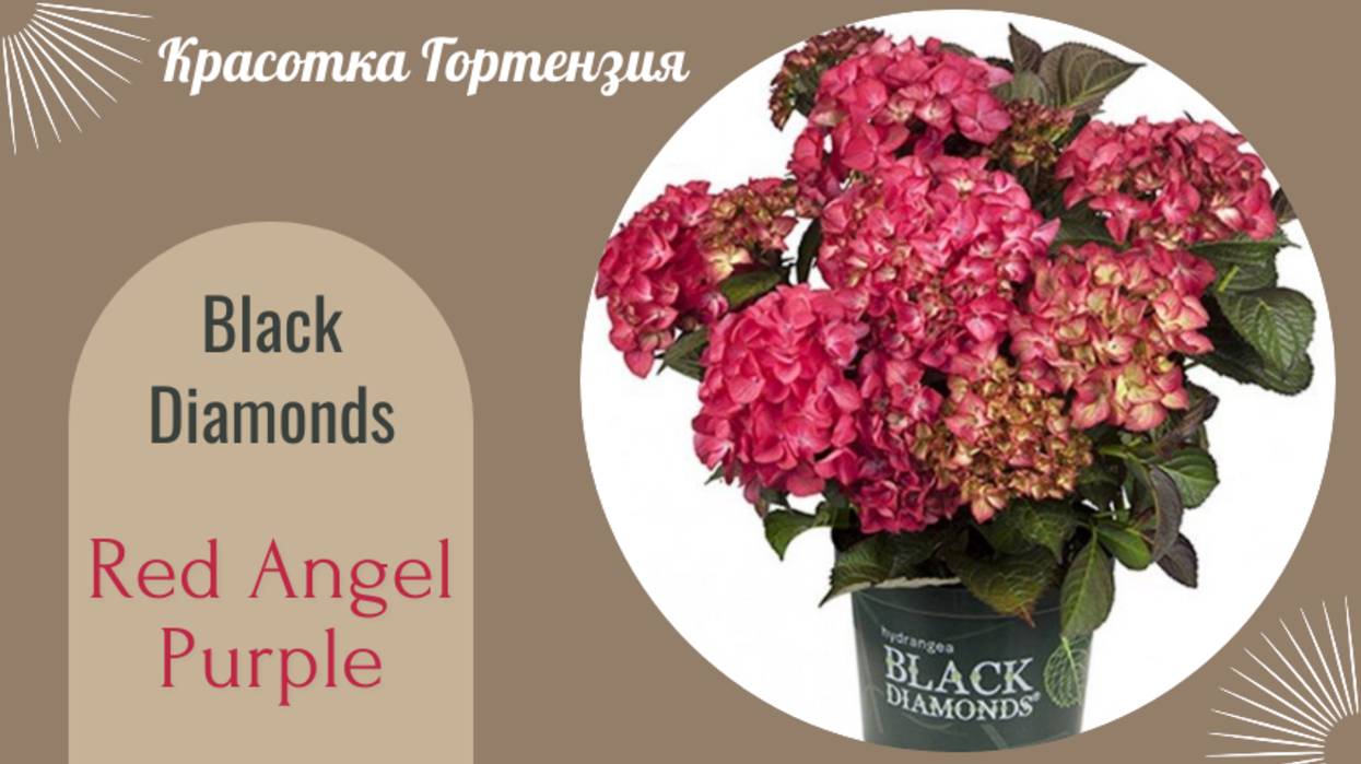 Black Diamonds Red Angel Purpl