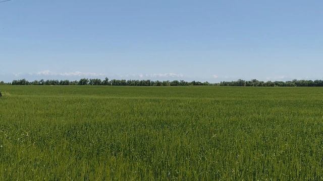 Ячмень уже выкинул Колос,14 мая 2024 г.