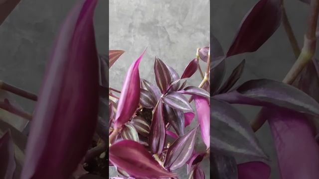 НЕОБЫЧНЫЕ виды традесканций такие как, см. описание ⤵?