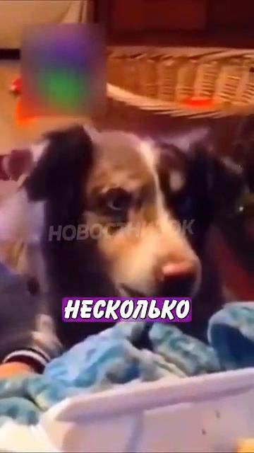 Новостничок (345)