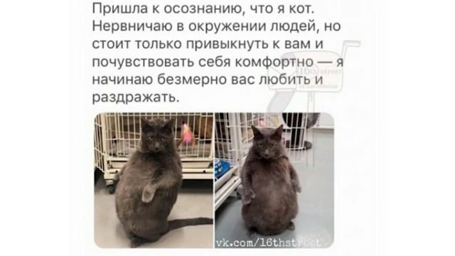 Смысл интернета) Приколы с котами | Мемозг 625