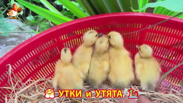 Утки с Утятами гармония во дворе 🦆🤗❣️(8)