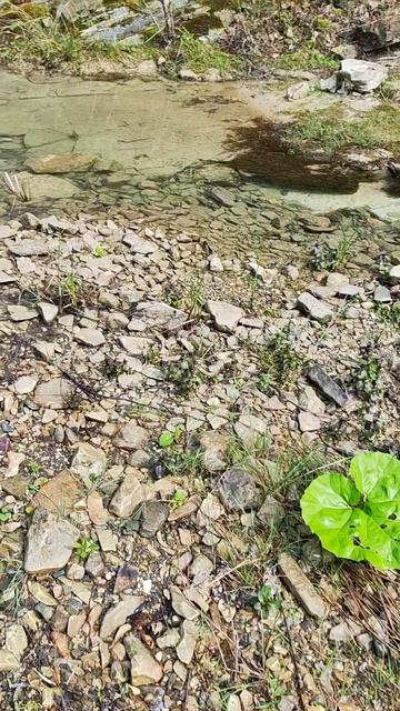 лопух белокопытник и речка #nature #travel #поход