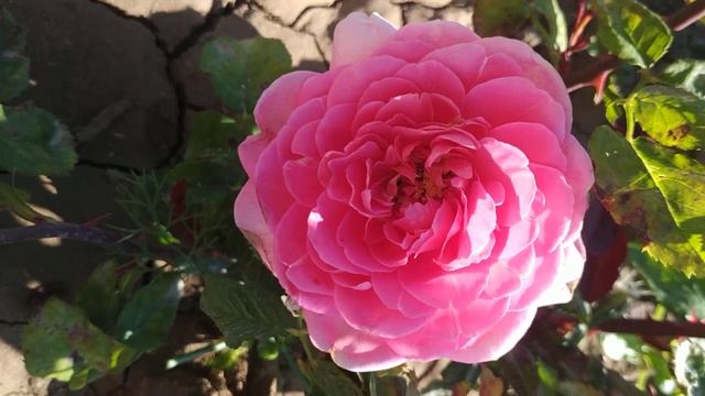 Роза 🌹 шраб Амандин Шанель.