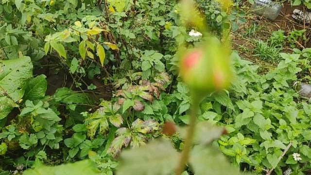 ПОХОЛОДАЛО. А РОЗЫ 🌹ГОНЯТ НОВЫЕ ПОБЕГИ, ЧТО ДЕЛАТЬ?