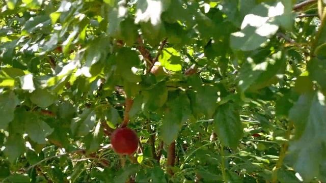 28.07.2024.Абрикос Чорний принц.Результат експерименту з з
