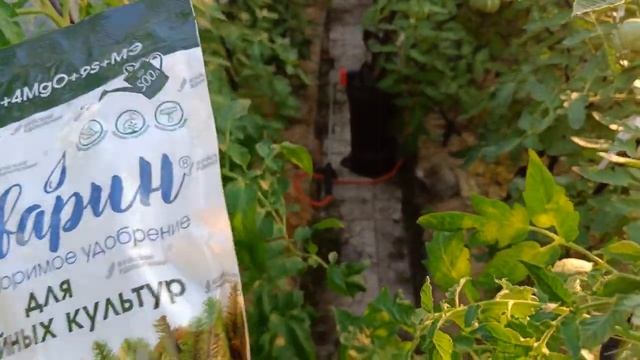 Как и чем я подкармливаю томаты когда начинают созрев?