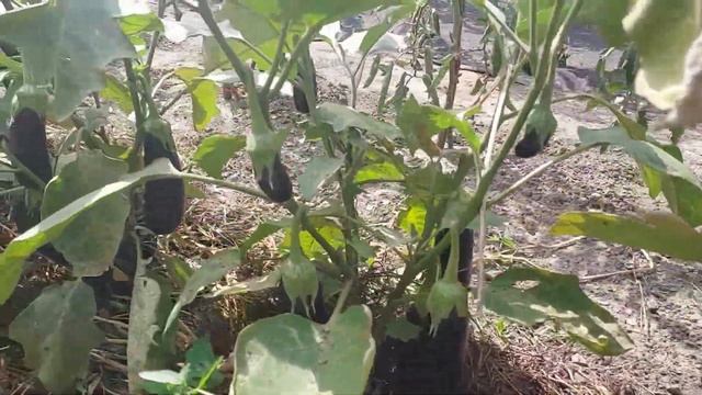 Баклажан Анатолія - огляд високоврожайного гібриду