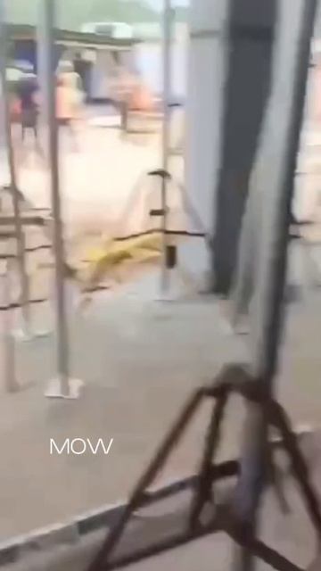 Узбеки и северокорейцы подрались на стройке горнолыжного курорта в Приморье