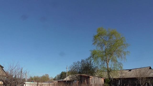 На Николу (21 мая) закукует кукушка