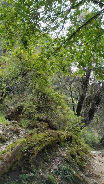 Другое измерение - Национальный Парк Конченджанга( Konchendjanga Himalaya)