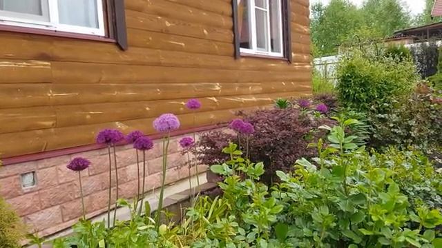 Обзор на мой дачный участок часть (3)