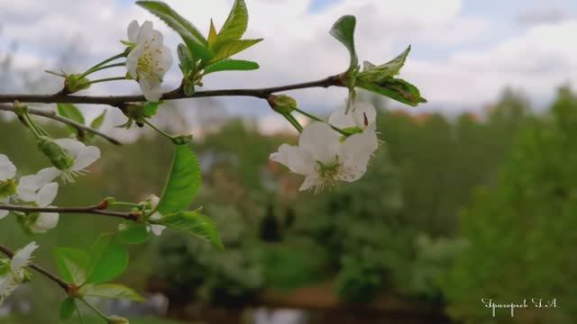 Просто красивая Весна и хорошая музыка!!!
Релакс