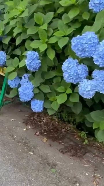 #blue#hydrangeas #garden #гортензия #flowers #гортензія #shorts
