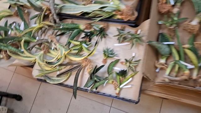 Первое поступление Тайской закупки. Обзор растений с привоза. видео от 8мая 2025г.