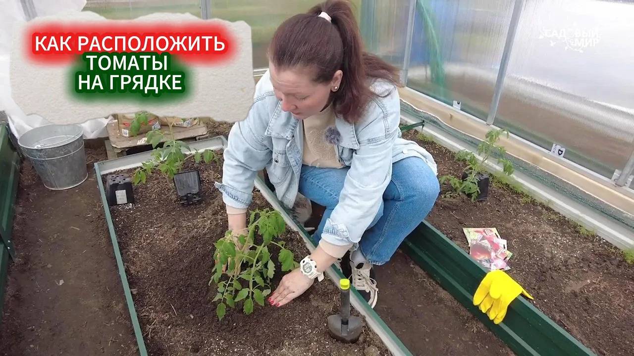 ТОМАТЫ В ТЕСНОТЕ НЕ РАСТУТ!  ВЫСАДКА РАССАДЫ ТОМАТОВ В ГРУНТ ПО ПРАВИЛЬНОЙ СХЕМЕ.