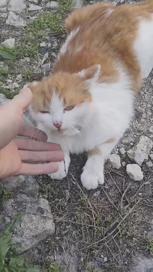 kittykittymeowmeow