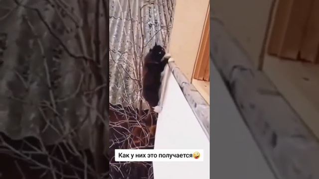 Как они это делают?