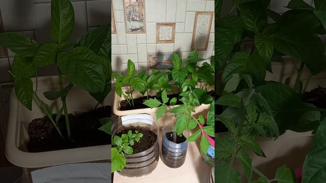Выращиваем овощи