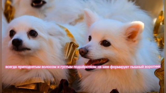 Описание итальянского шпица по-другому называемого (флоренский шпиц, вольпиона итальяно)