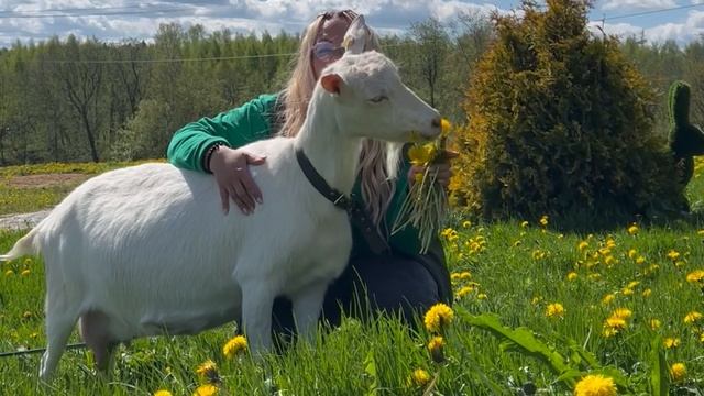 Где увидеть северного оленя на лужайке?