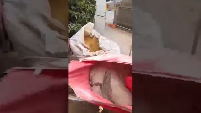 Смешные животные повторяющие за хозяином