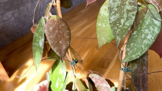 Моя безымянная Hoya Caudata
