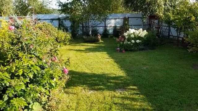 Какие цветы растут у меня на даче часть (13)