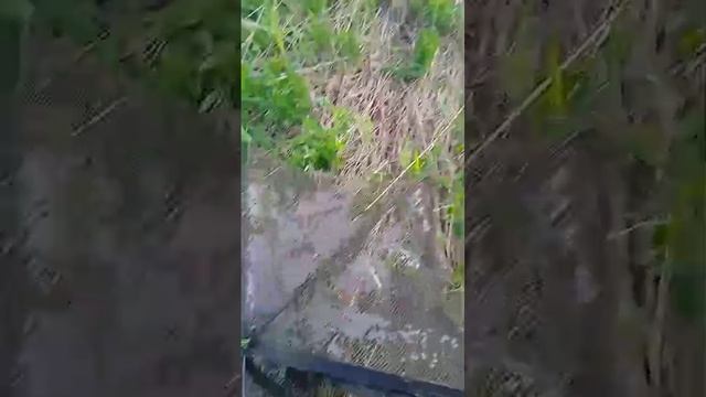 Рыбалка на гальяна.