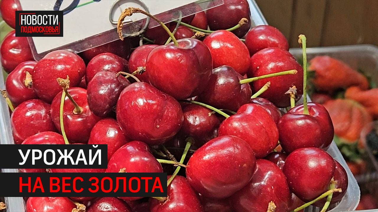 Цены на черешню и фрукты подскочили в Подмосковье // 360 ХИМКИ