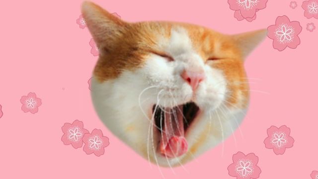 Поём с подругой песню про РОМАШКУ 🌸😂