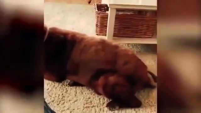 Собака обосралась а кот блеванул угар