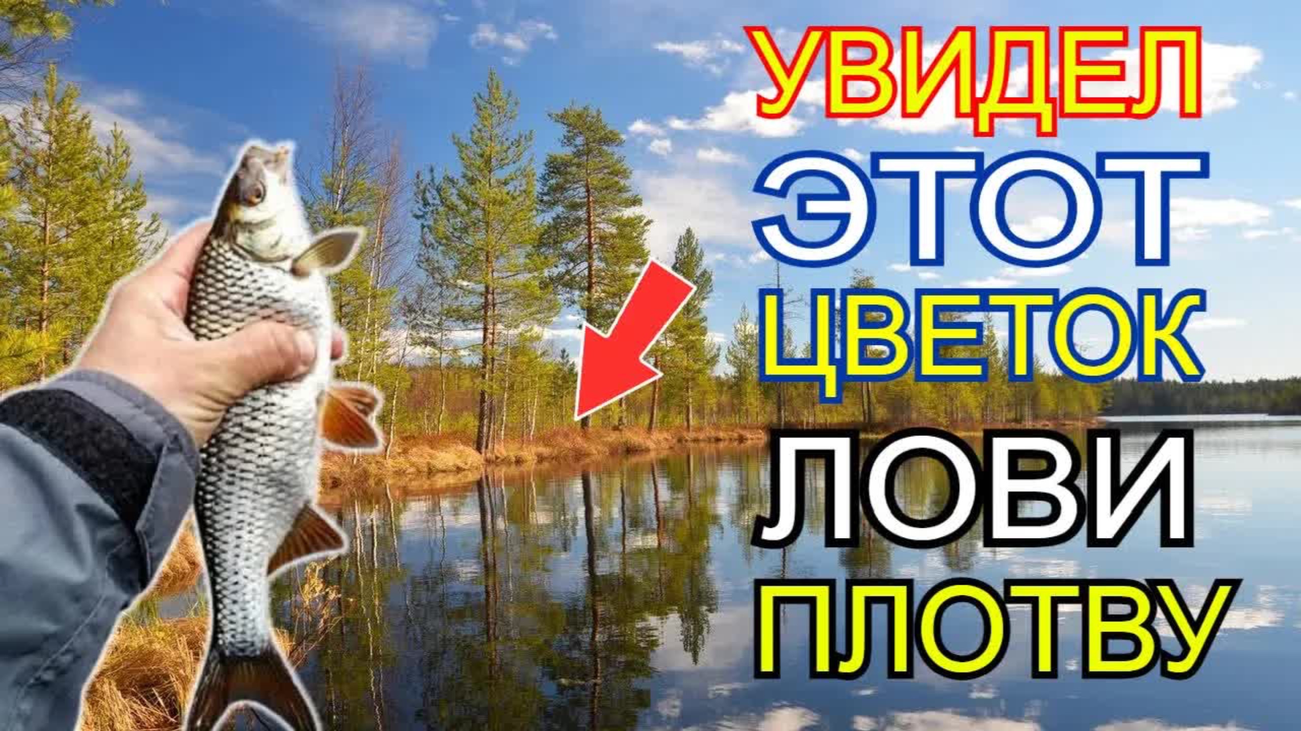 ЗАЦВЕЛ ЭТОТ ЦВЕТОК значит начался сумасшедший жор плотвы! Когда клюет плотва весной