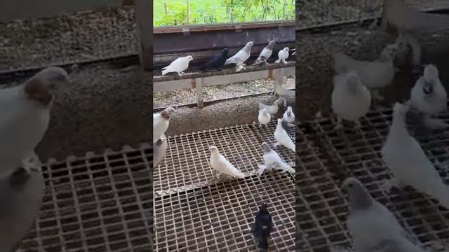 3 часть.Видео от Александра.Пророщенная пшеница и ячме