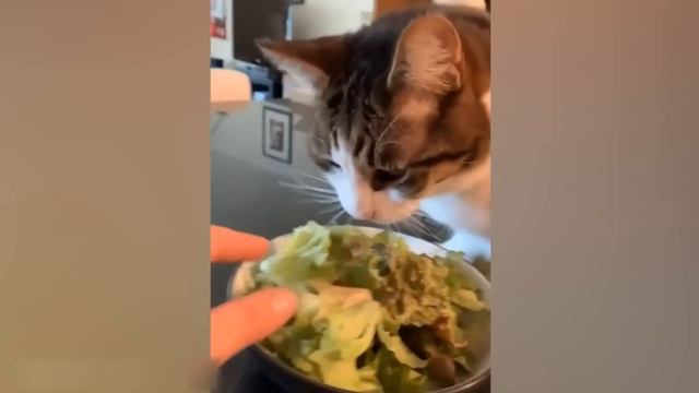 Приколы с котами! С ОЗВУЧКОЙ!!! Смешные коты и собаки! С?