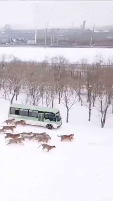 Обычный рабочий день маршрутчика на Дальнем Востоке