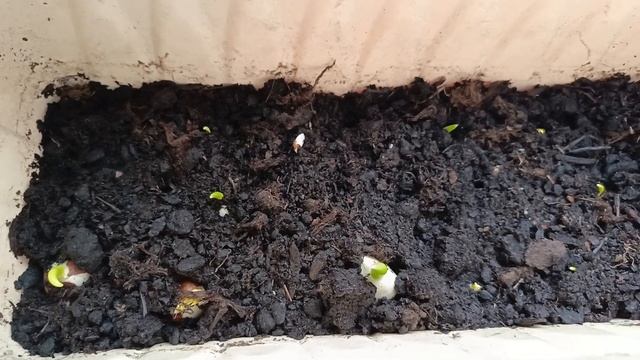 Из прогнивших и сгнивших тюльпанов через пол года поя?